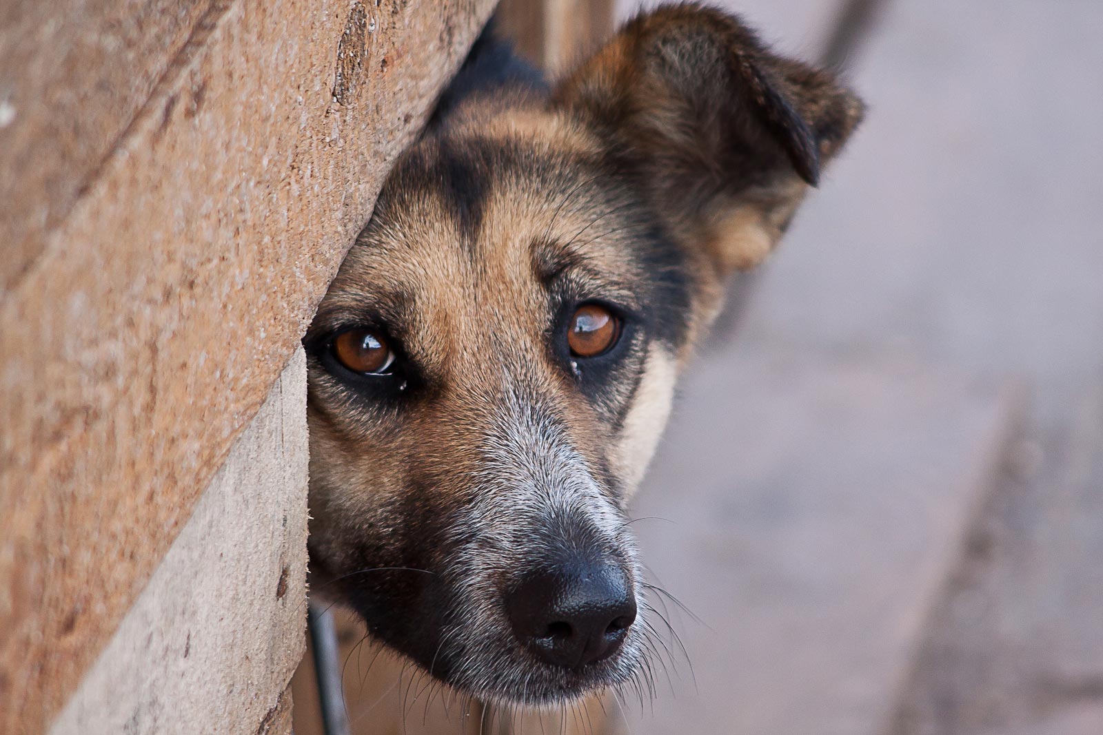 В Мичуринске отловят более 500 безнадзорных собак.